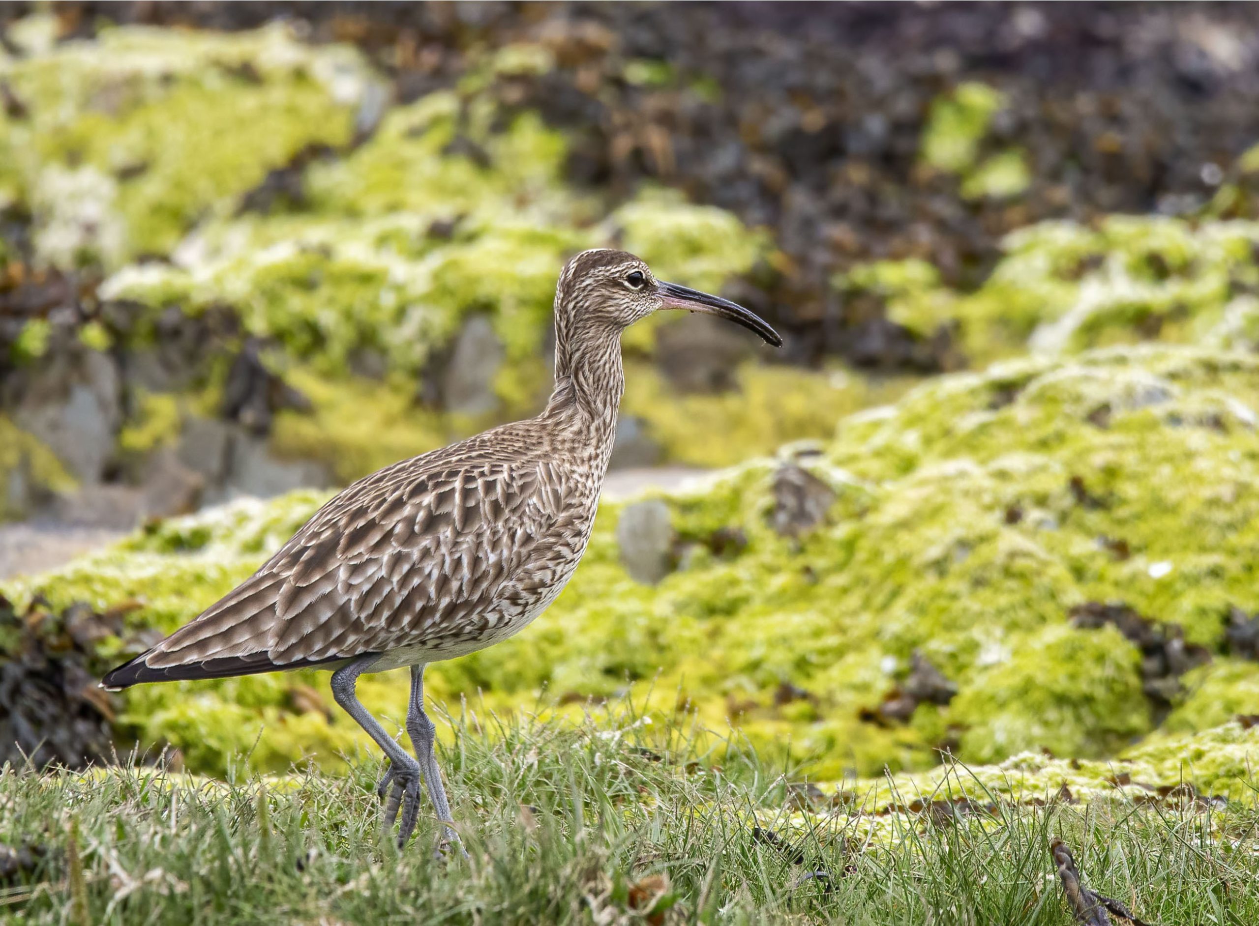 whimbrel web