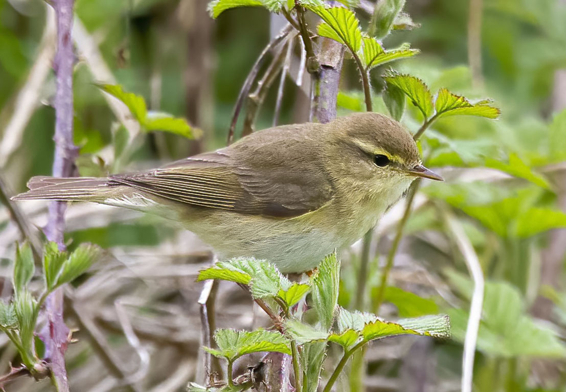 Willow Warbler