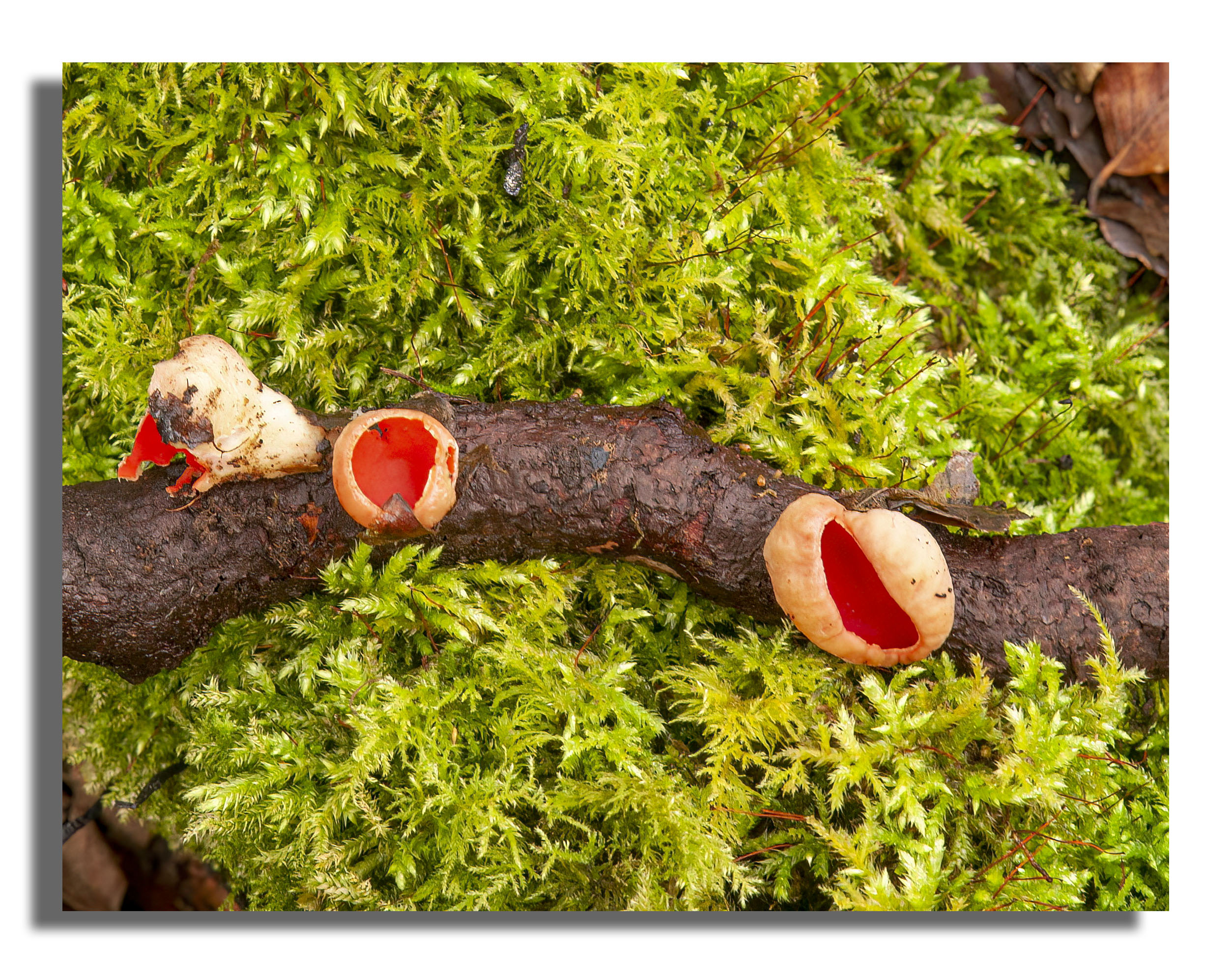 elf cup fungi