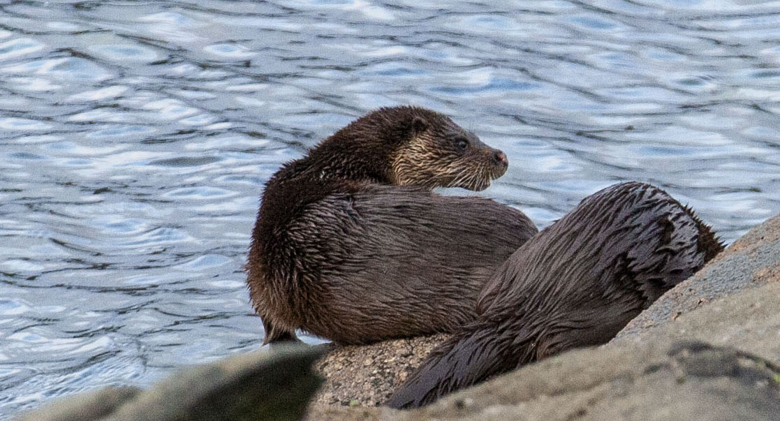 otter