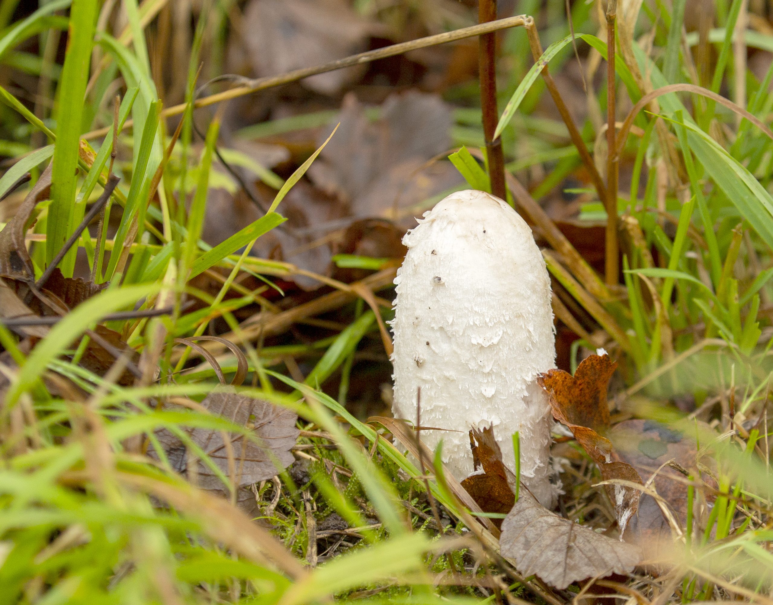 shaggy ink cap just forming