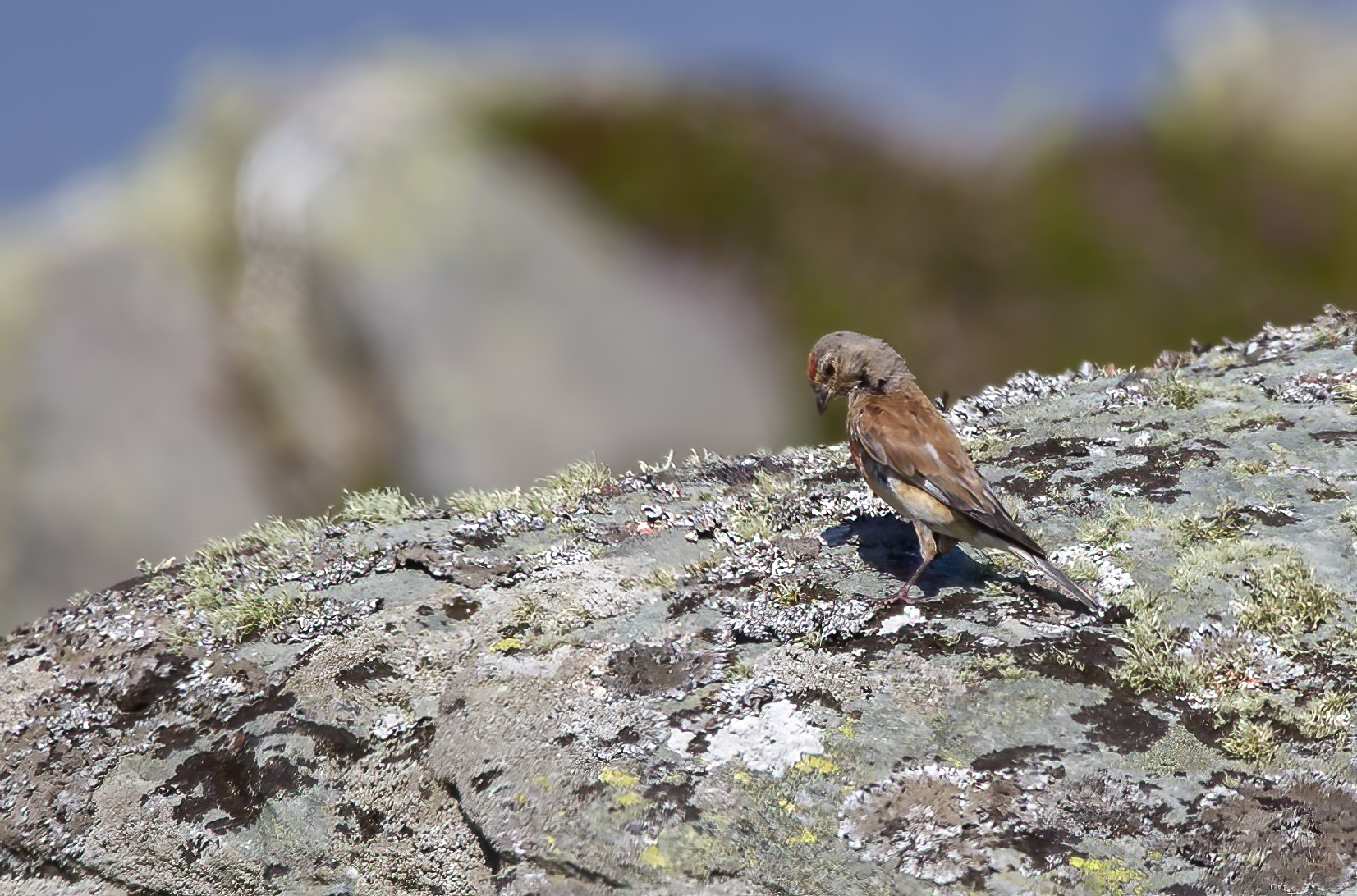 linnet