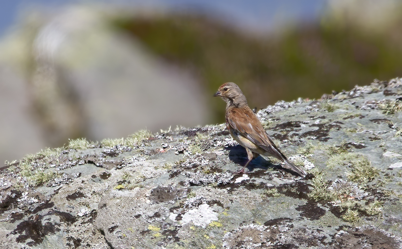 linnet2