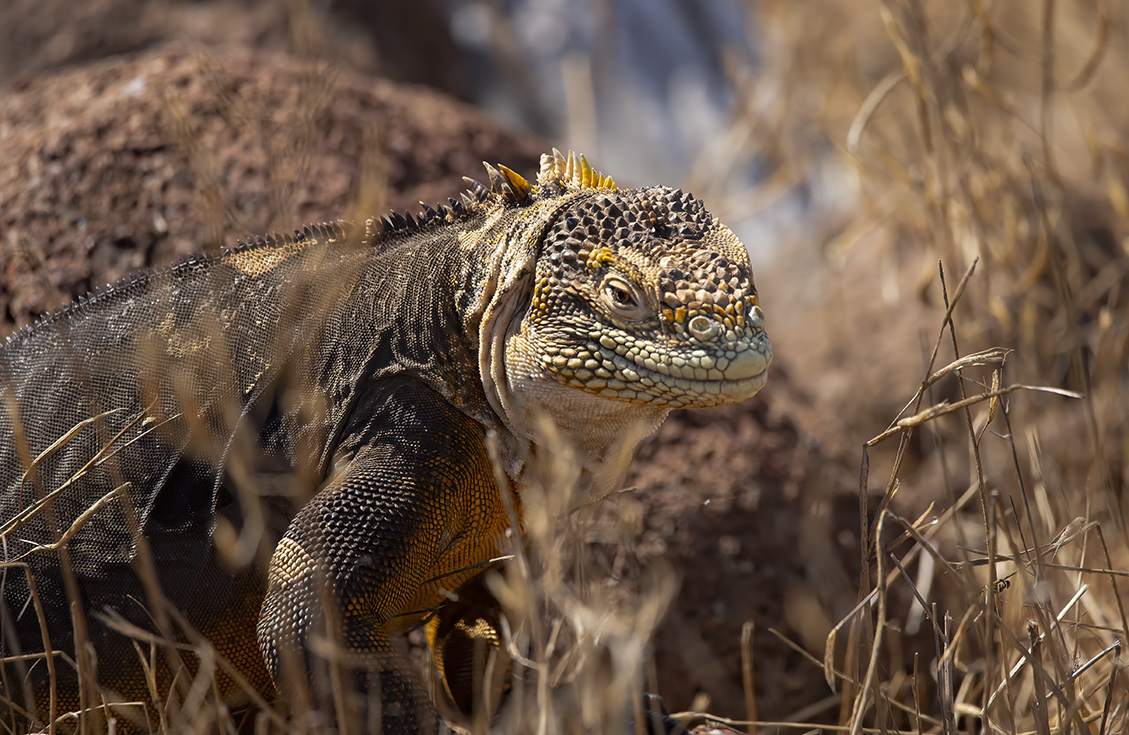 w iguana i