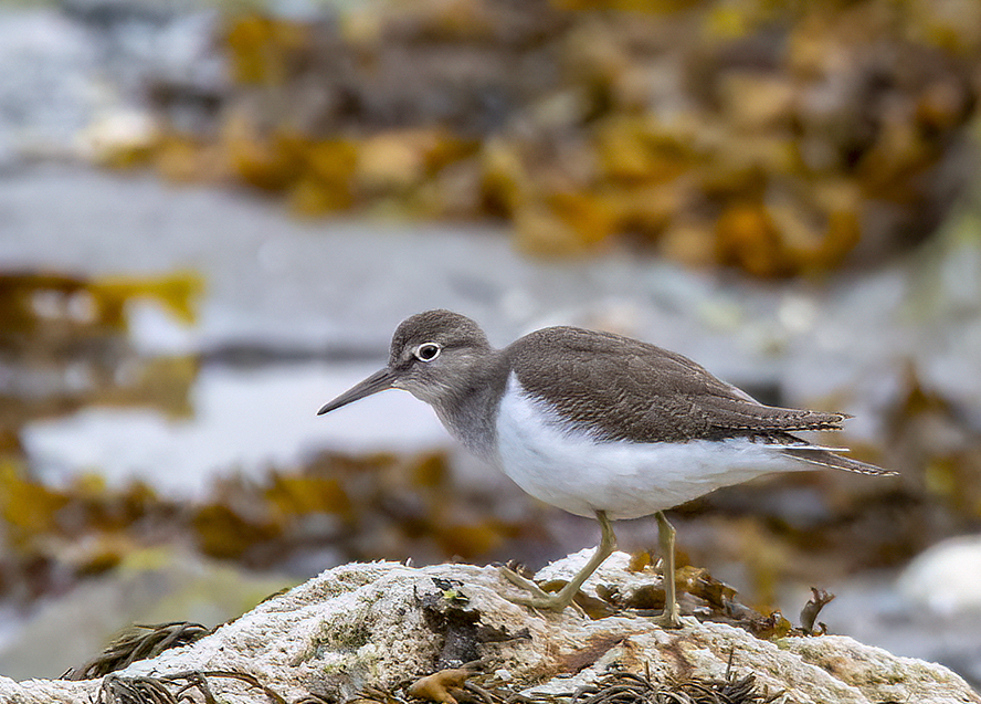 w sandpiper