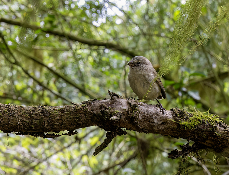 w woodpecker finch