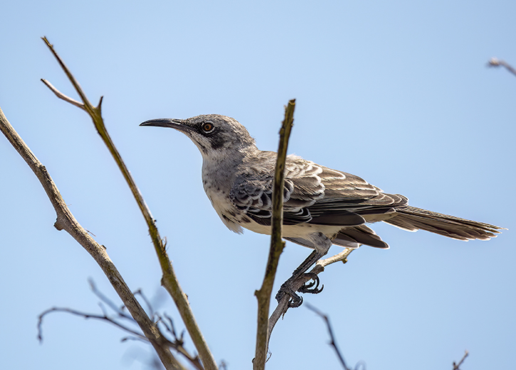 w hood mockingbird