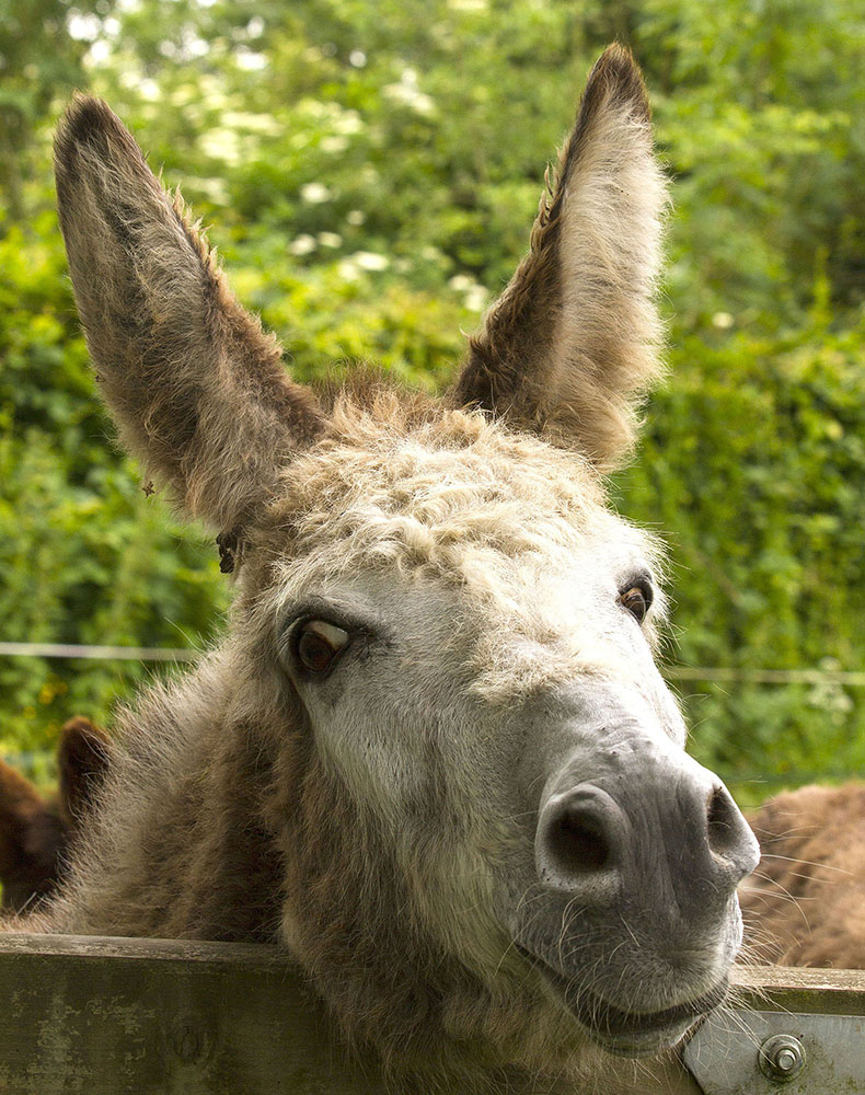 donkey1w