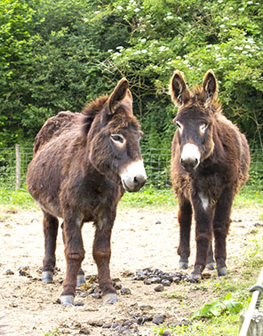 two donkeys copy