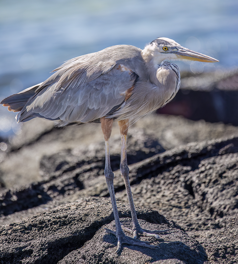 w great blue heron a