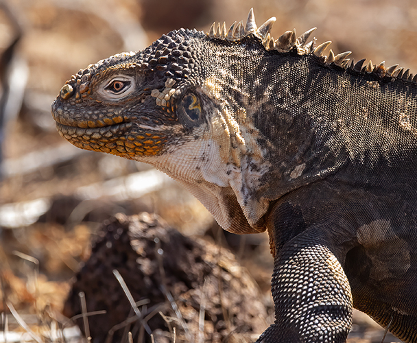 w iguana h