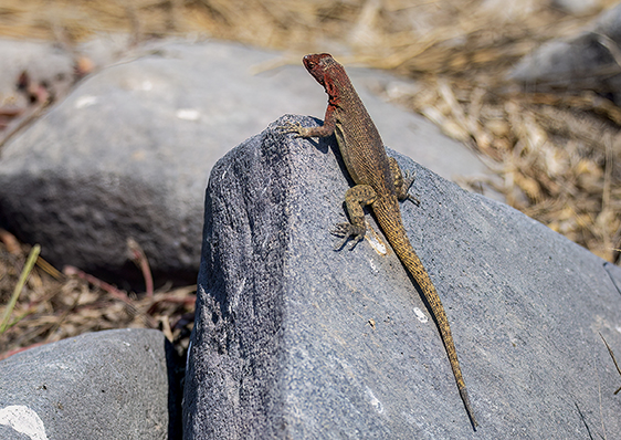 w lizard 3