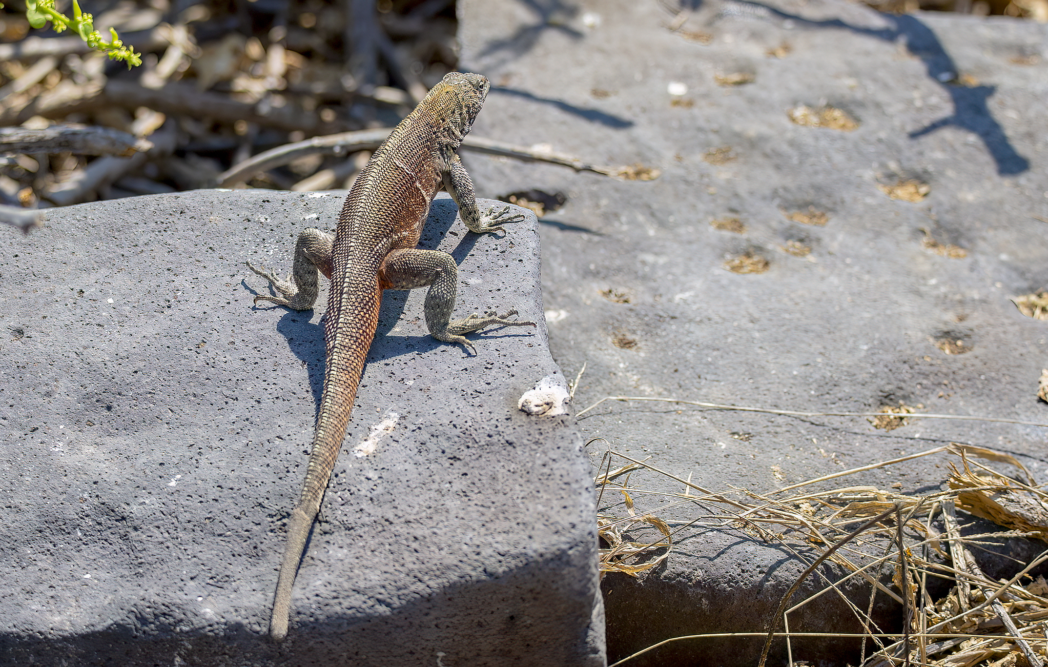 w lizard 5