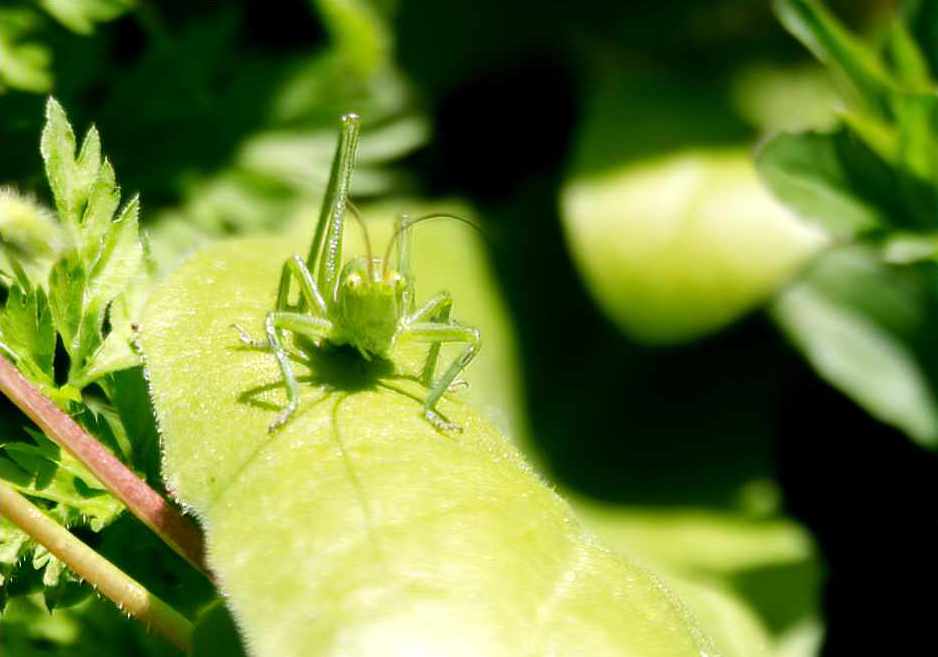 grasshopperw