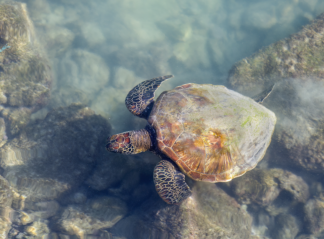 w turtle a