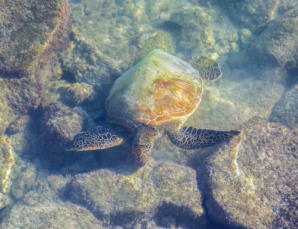 w turtle