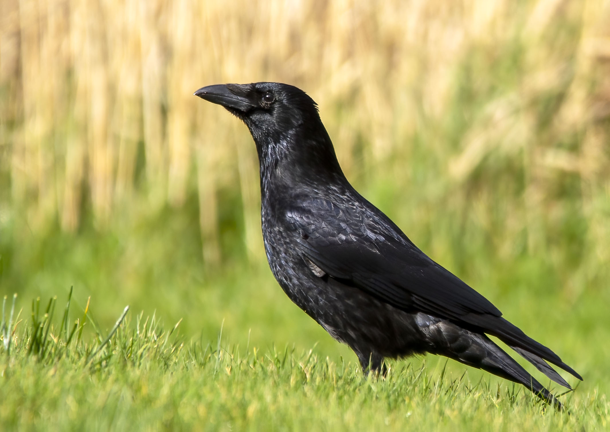 crow