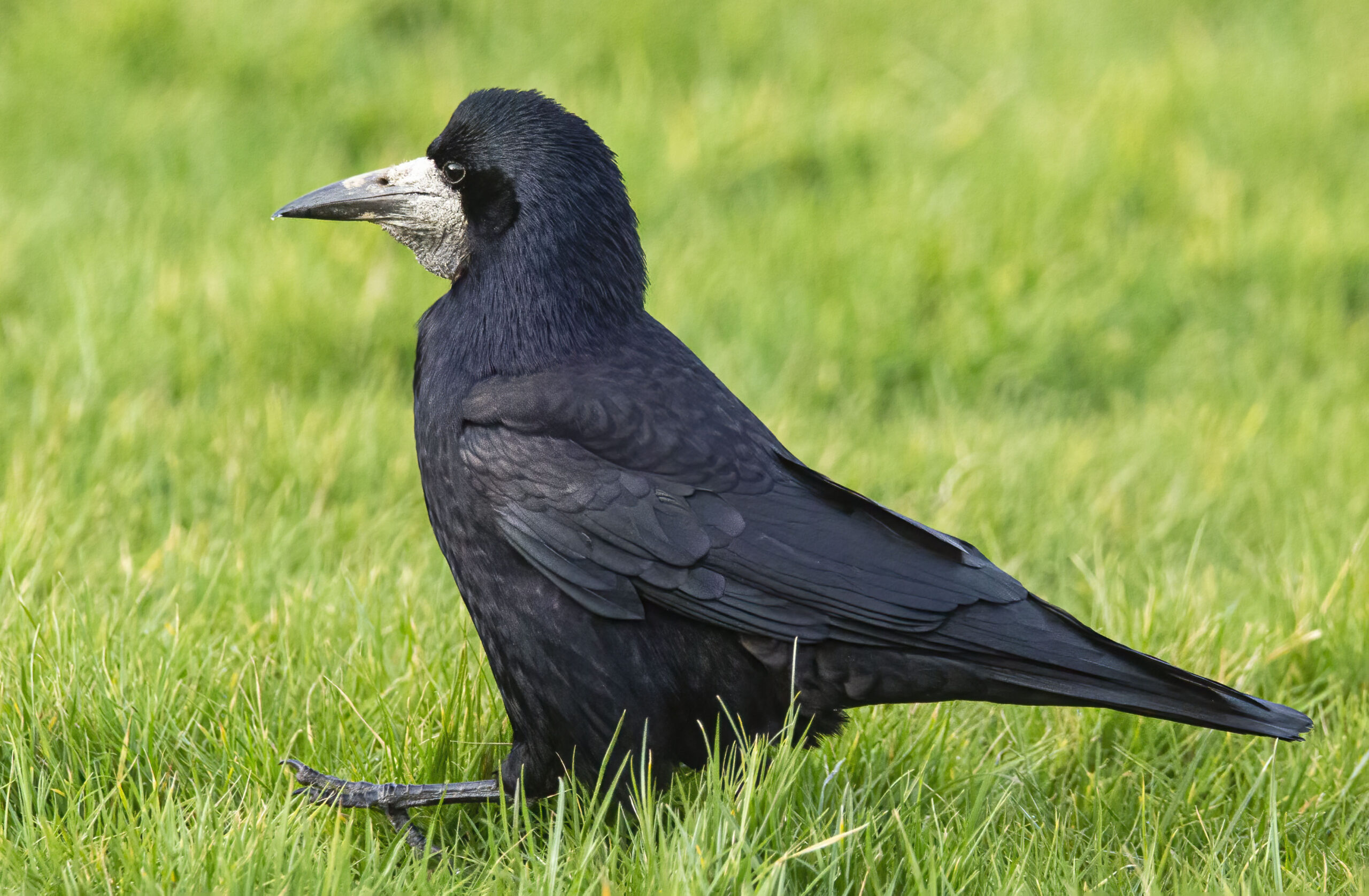 rook