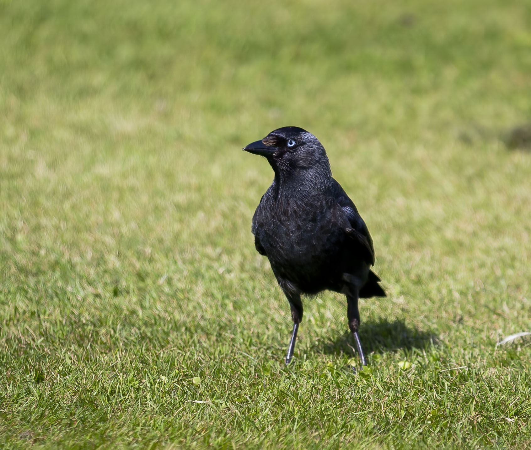 young jackdaw