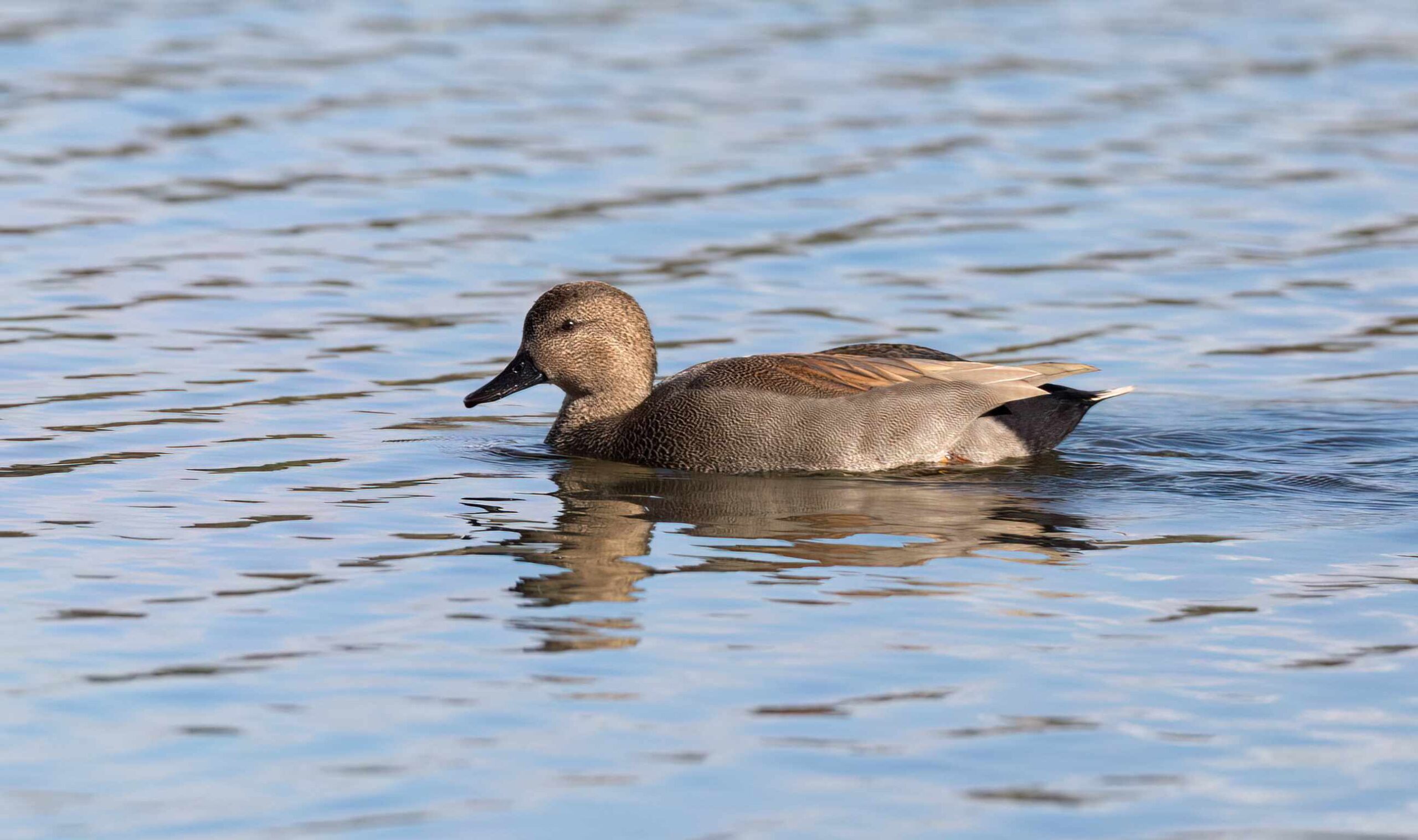 b7w