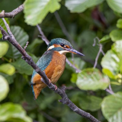 Kingfisher